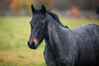 Connemara Pony