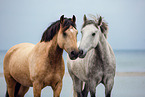 Ponies