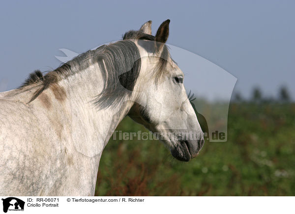 Criollo Portrait / Criollo Portrait / RR-06071