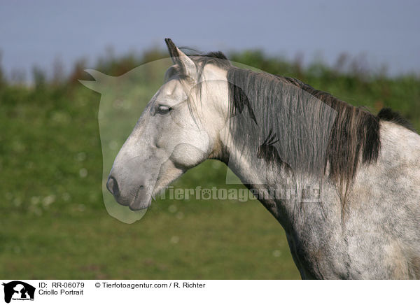 Criollo Portrait / Criollo Portrait / RR-06079