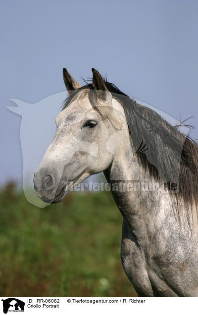 Criollo Portrait / Criollo Portrait / RR-06082