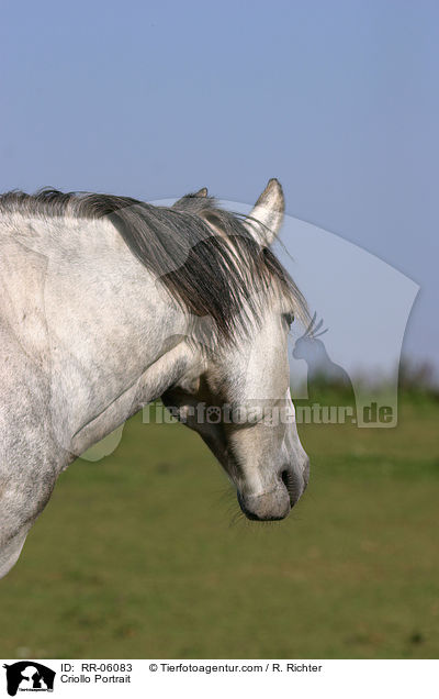 Criollo Portrait / Criollo Portrait / RR-06083