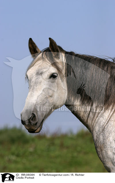 Criollo Portrait / Criollo Portrait / RR-06084
