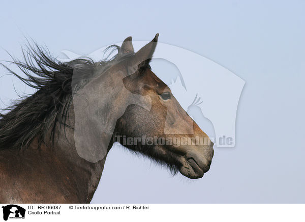 Criollo Portrait / Criollo Portrait / RR-06087