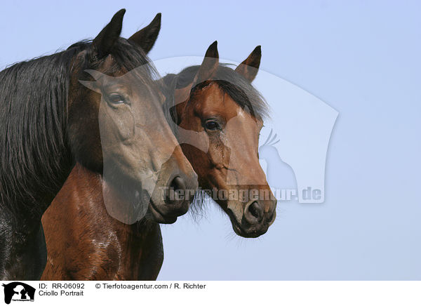 Criollo Portrait / Criollo Portrait / RR-06092