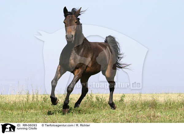 galoppierendes Pferd / running Criollo / RR-06093