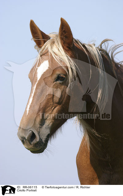 Criollo Portrait / Criollo Portrait / RR-06115