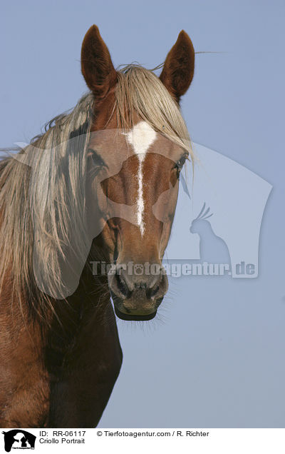 Criollo Portrait / Criollo Portrait / RR-06117