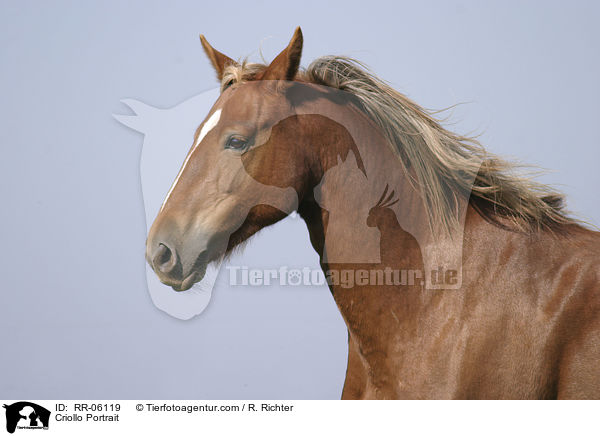Criollo Portrait / Criollo Portrait / RR-06119
