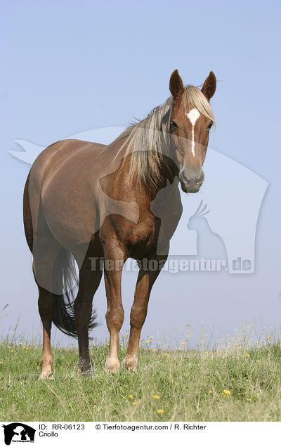 Criollo / RR-06123