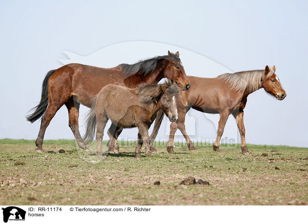 horses / RR-11174