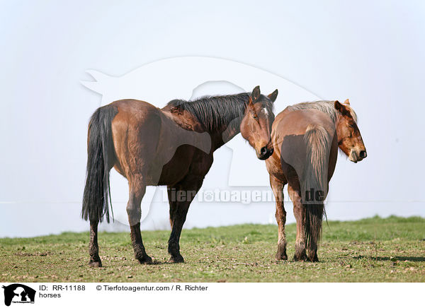Pferde / horses / RR-11188
