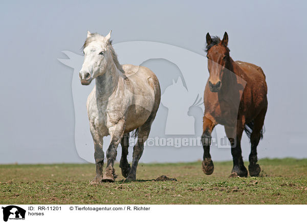 Pferde / horses / RR-11201