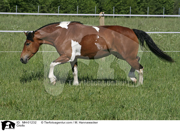 Criollo / MH-01232