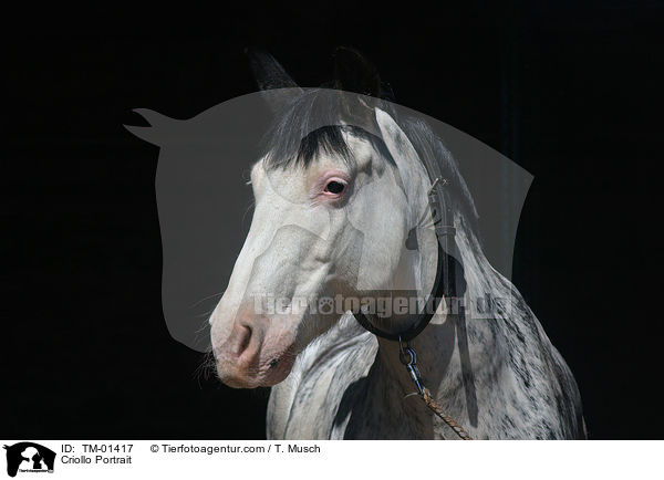 Criollo Portrait / Criollo Portrait / TM-01417