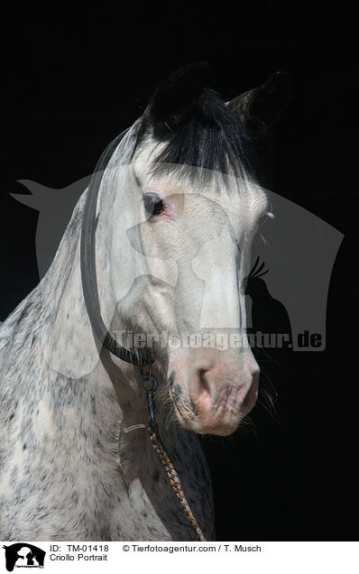 Criollo Portrait / Criollo Portrait / TM-01418