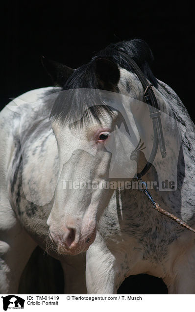 Criollo Portrait / Criollo Portrait / TM-01419