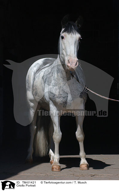 Criollo Portrait / Criollo Portrait / TM-01421