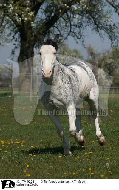 galoppierendes Criollo / galloping Criollo / TM-02021