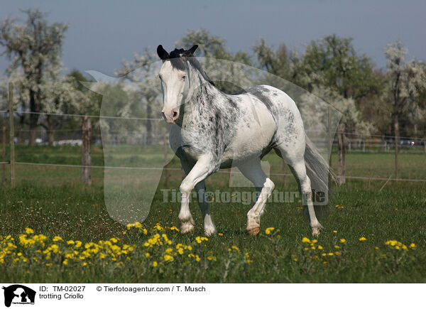 trabendes Criollo / trotting Criollo / TM-02027