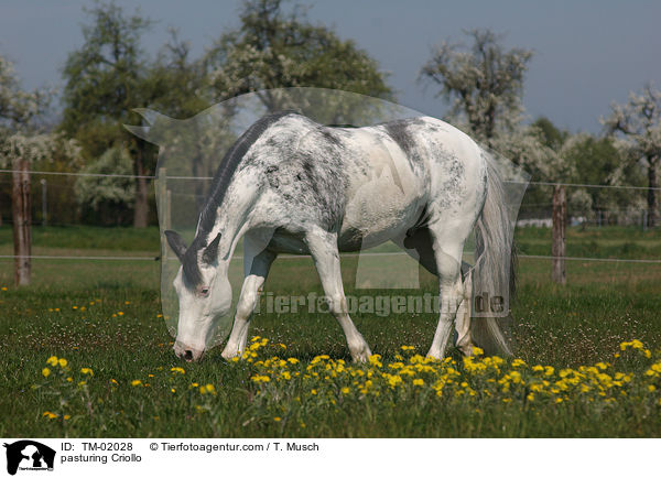 grasendes Criollo / pasturing Criollo / TM-02028