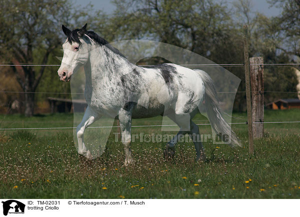 trabendes Criollo / trotting Criollo / TM-02031