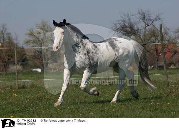 trabendes Criollo / trotting Criollo / TM-02032