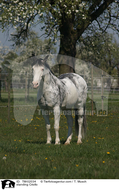 stehendes Criollo / standing Criollo / TM-02034