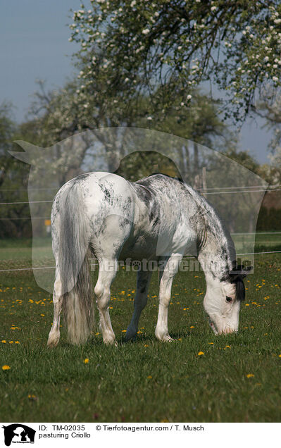 grasendes Criollo / pasturing Criollo / TM-02035
