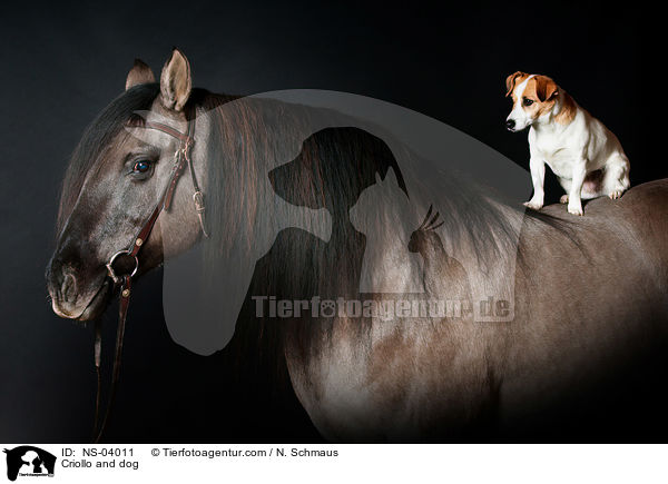Criollo und Hund / Criollo and dog / NS-04011