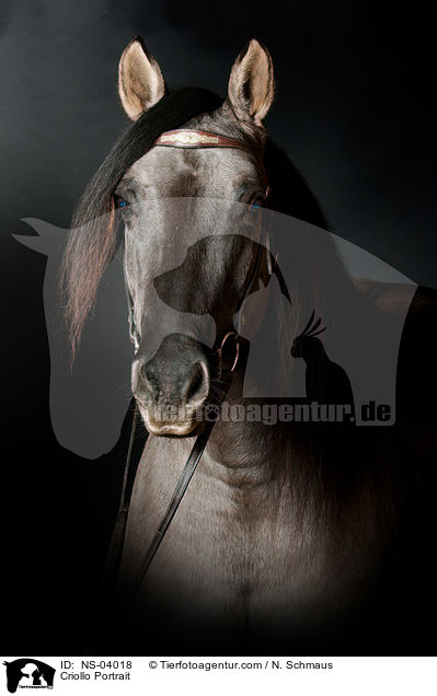 Criollo Portrait / Criollo Portrait / NS-04018