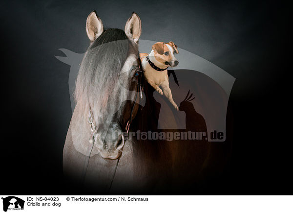 Criollo und Hund / Criollo and dog / NS-04023