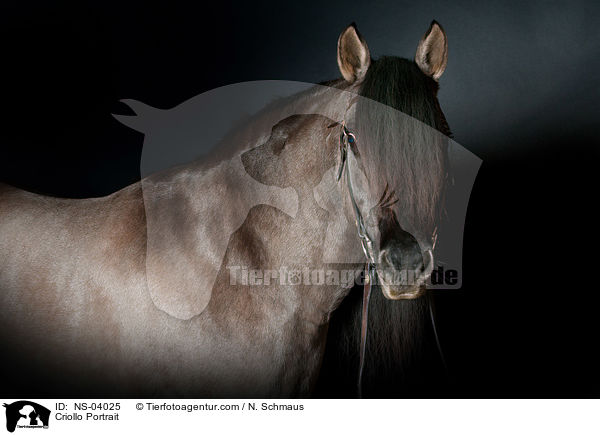 Criollo Portrait / Criollo Portrait / NS-04025