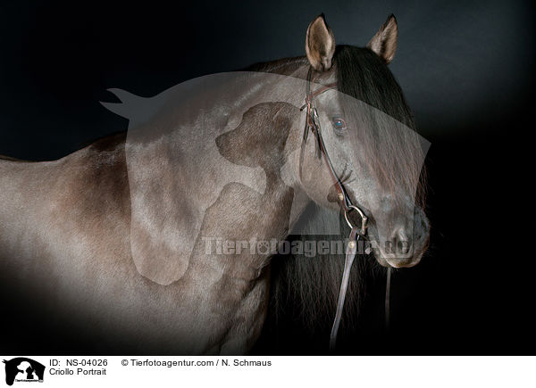 Criollo Portrait / Criollo Portrait / NS-04026