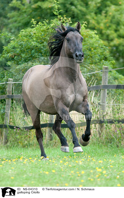 galoppierender Criollo / galloping Criollo / NS-04310