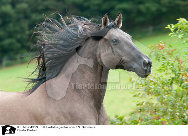 Criollo Portrait / Criollo Portrait / NS-04313