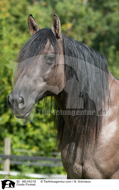 Criollo Portrait / Criollo Portrait / NS-04316
