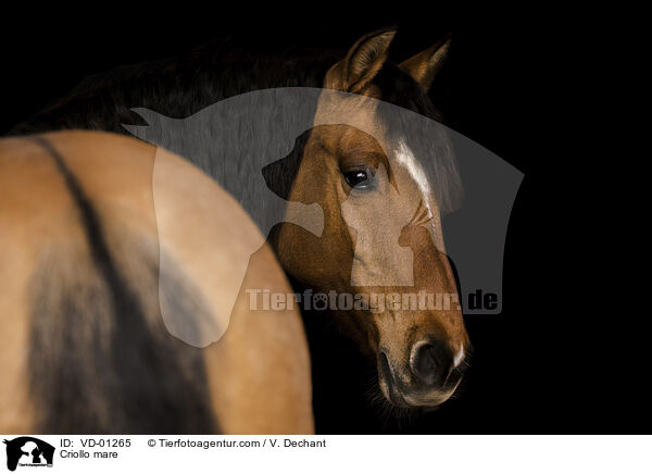 Criollo Stute / Criollo mare / VD-01265