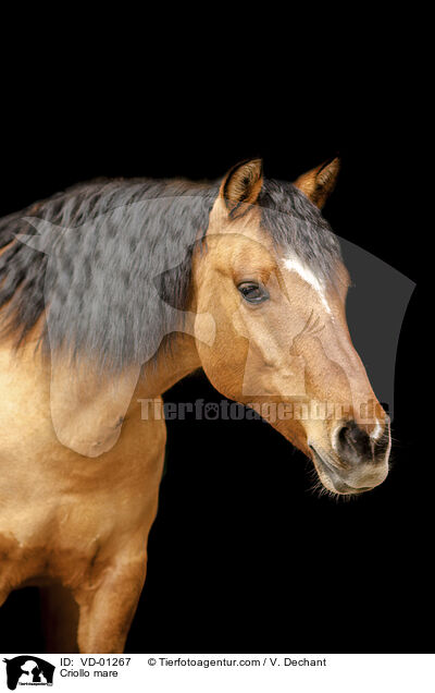 Criollo Stute / Criollo mare / VD-01267
