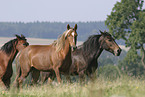 horses