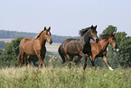 horses