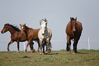 horses