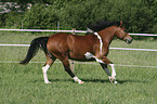 Criollo