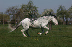 galloping Criollo