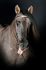 Criollo Portrait