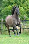 galloping Criollo