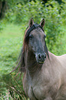 Criollo Portrait