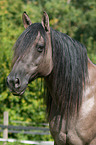 Criollo Portrait