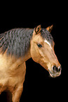 Criollo mare