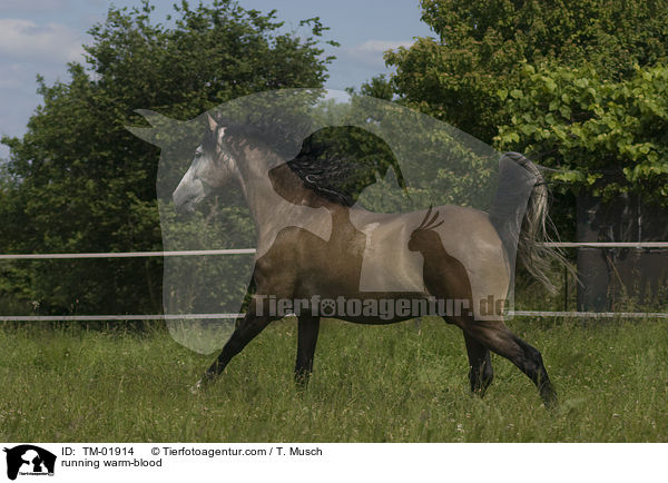 rennendes Cruzado / running warm-blood / TM-01914